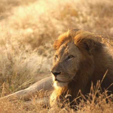 Imagine Africa Luxury Tented Camp Villa Balule Game Reserve Exterior photo