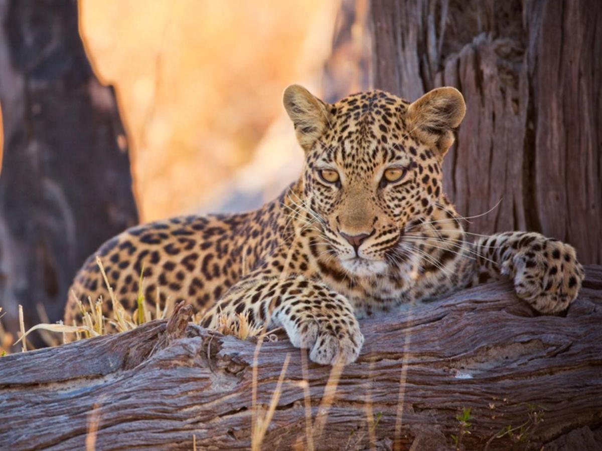 Imagine Africa Luxury Tented Camp Balule Game Reserve Exterior photo