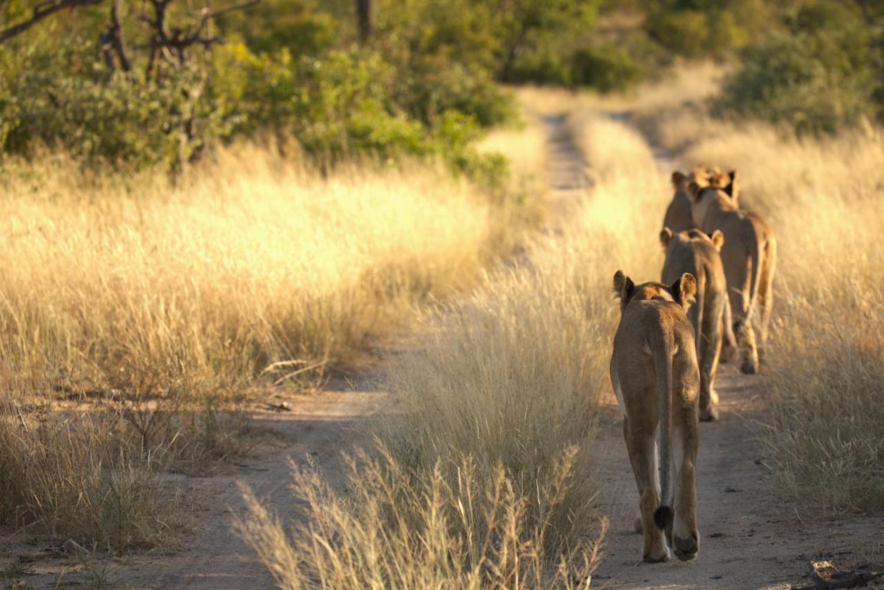 Imagine Africa Luxury Tented Camp Villa Balule Game Reserve Exterior photo