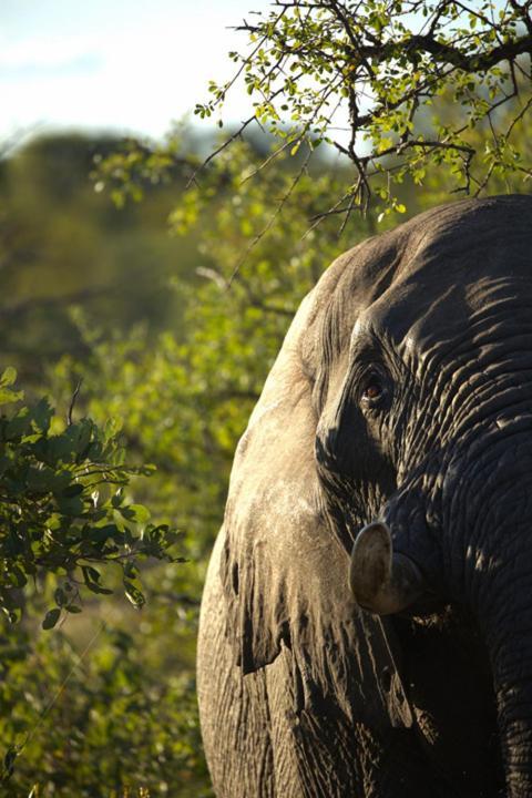 Imagine Africa Luxury Tented Camp Villa Balule Game Reserve Exterior photo