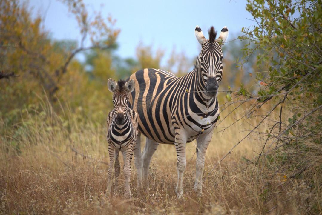 Imagine Africa Luxury Tented Camp Balule Game Reserve Exterior photo