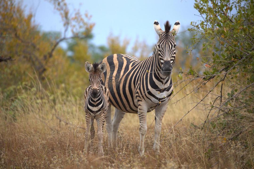 Imagine Africa Luxury Tented Camp Villa Balule Game Reserve Exterior photo