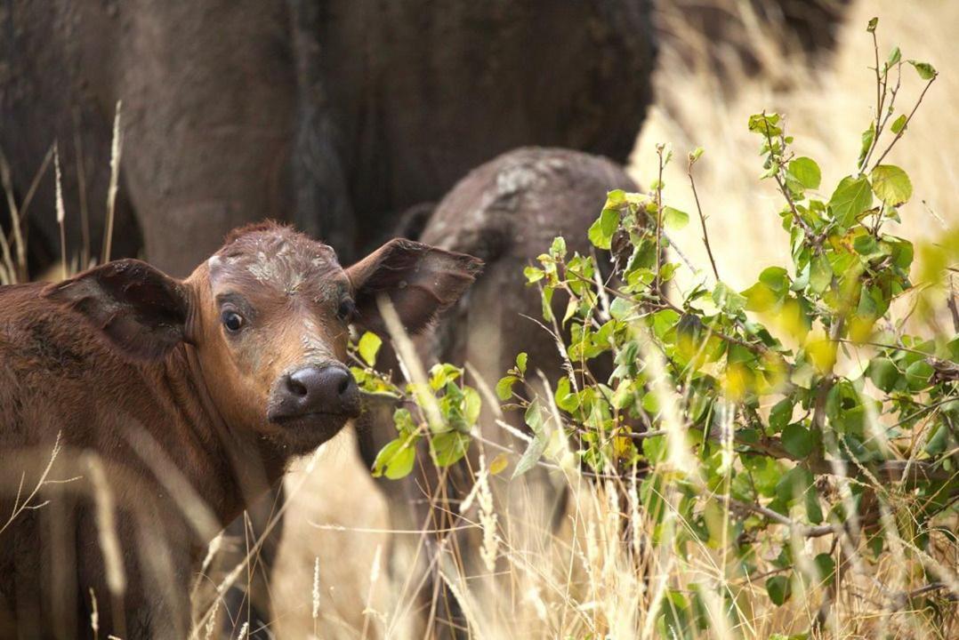 Imagine Africa Luxury Tented Camp Balule Game Reserve Exterior photo