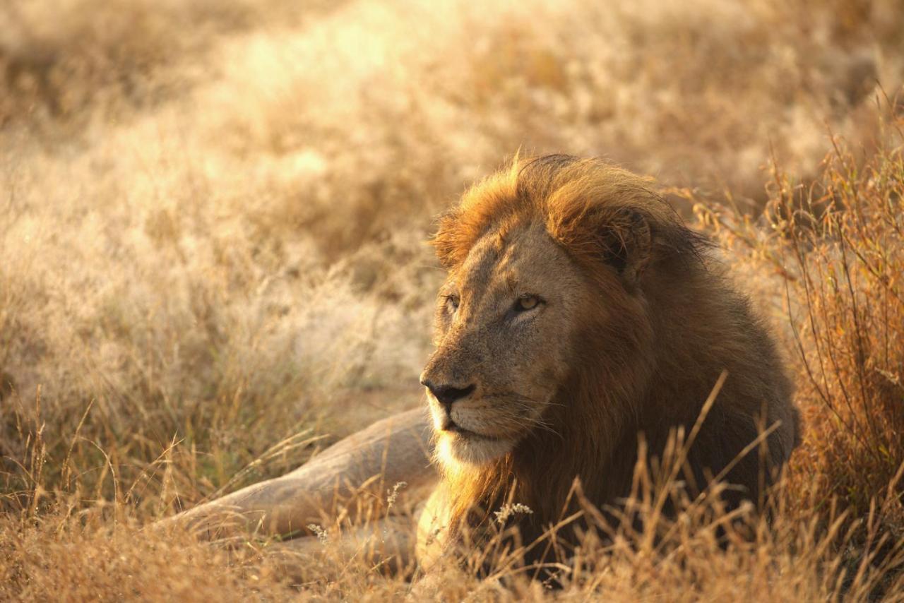 Imagine Africa Luxury Tented Camp Balule Game Reserve Exterior photo
