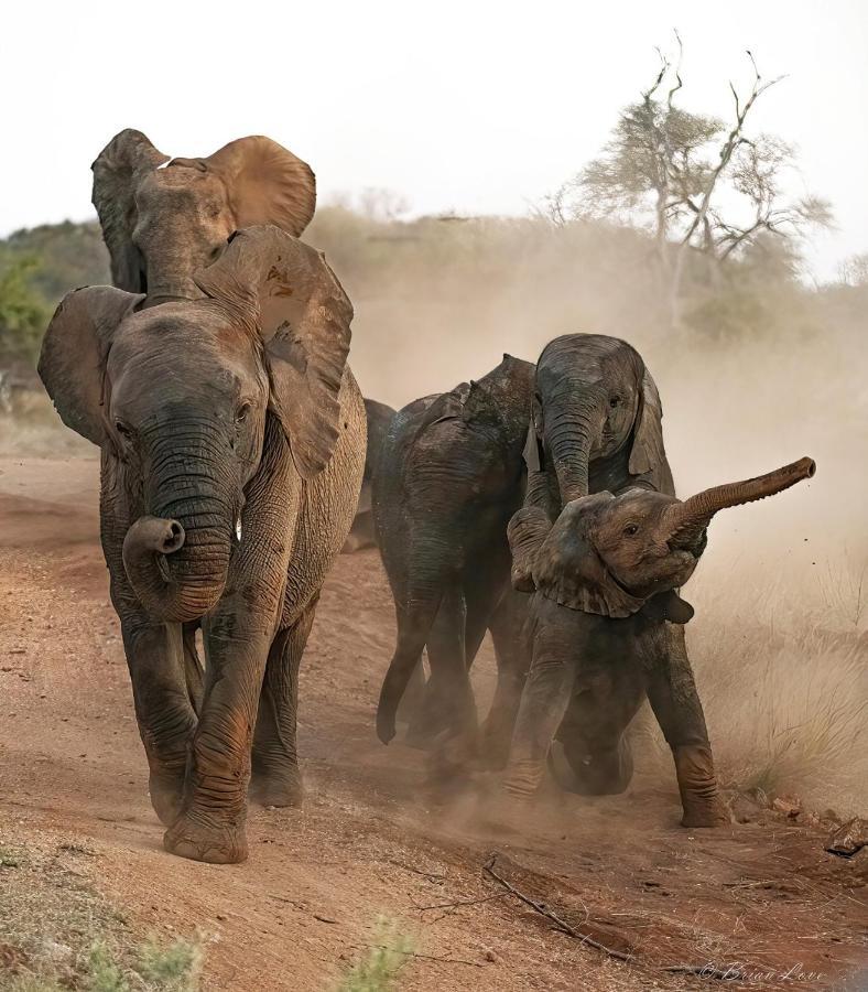 Imagine Africa Luxury Tented Camp Villa Balule Game Reserve Exterior photo